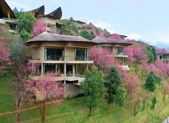 Garrya Mu Cang Chai